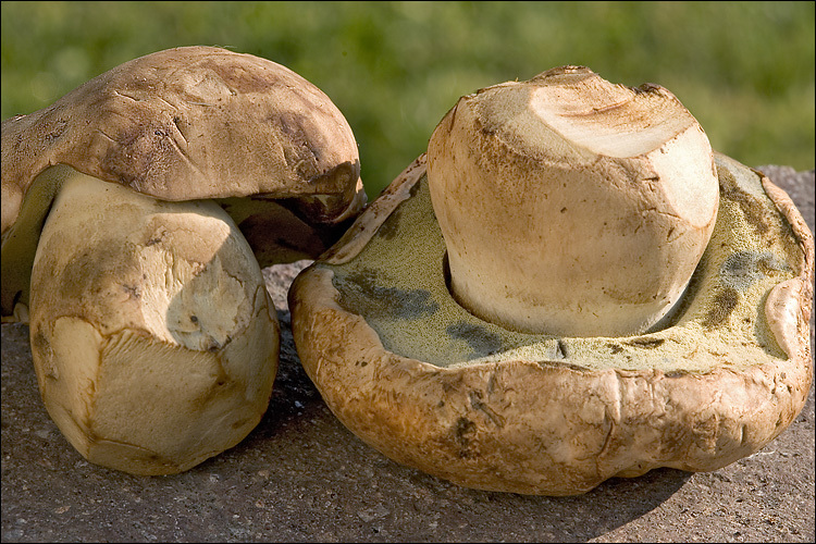 Imagem de <i>Boletus albidus</i>