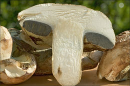 Imagem de <i>Boletus albidus</i>