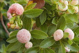 Image of Alpine Rose Apple