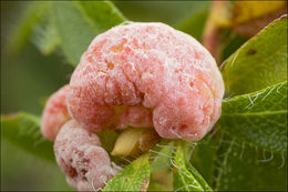 Image of Alpine Rose Apple