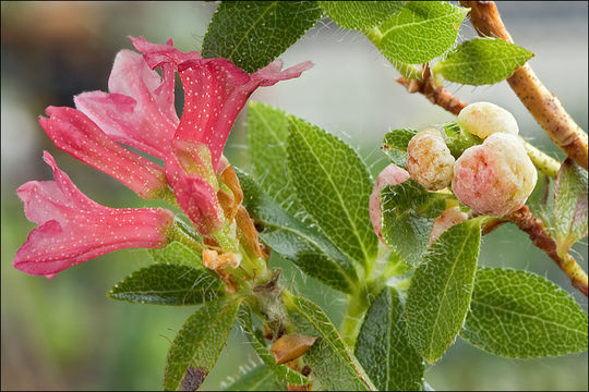 Exobasidium rhododendri (Fuckel) C. E. Cramer 1874 resmi