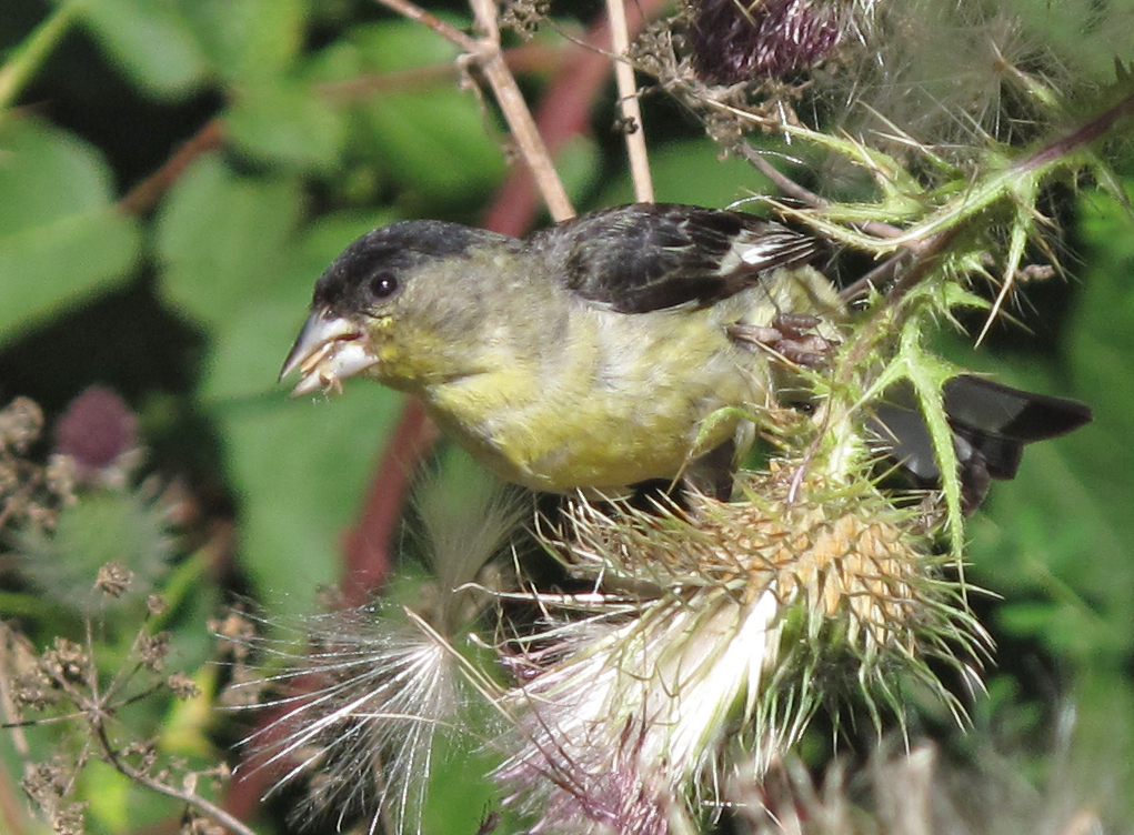 Image of Lesser Goldfinch