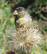 Image of Lesser Goldfinch