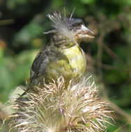 Image of Lesser Goldfinch