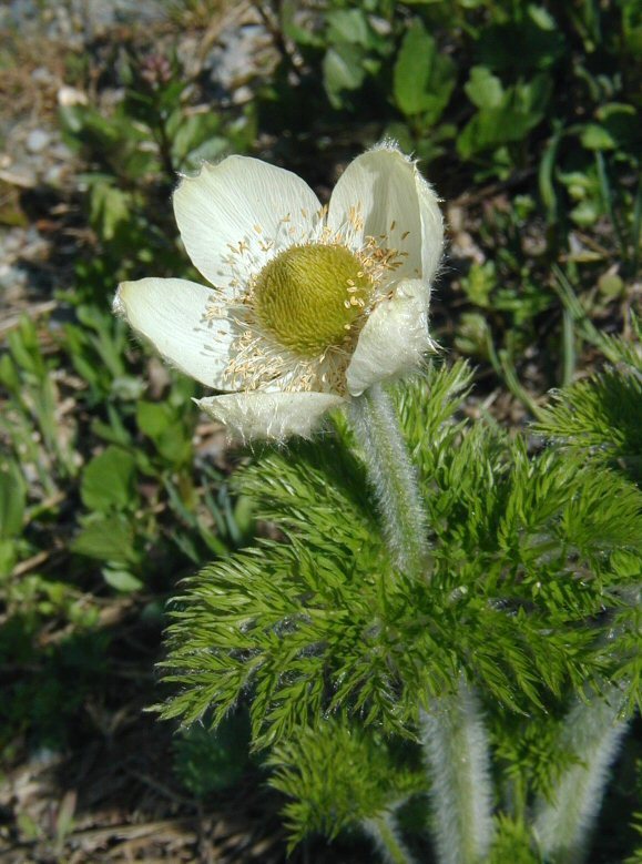 Image of <i>Anemone occidentalis</i>