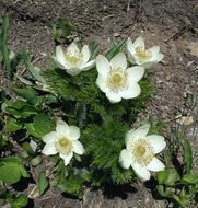 Image of <i>Anemone occidentalis</i>