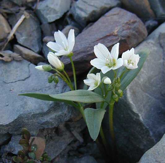 Слика од Claytonia lanceolata Pursh