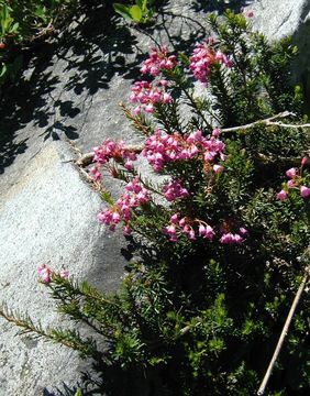 Image of pink mountainheath