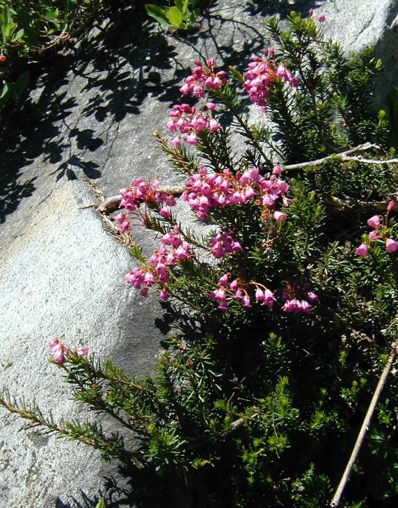 Image of pink mountainheath