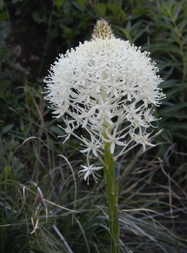 Image of Basket-grass