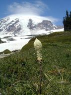 Image of Basket-grass