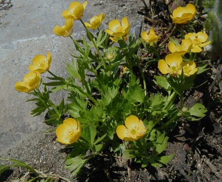 صورة Ranunculus suksdorfii A. Gray