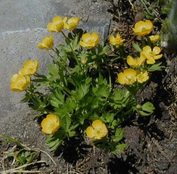 Image de Ranunculus suksdorfii A. Gray