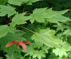 Image of Vine Maple