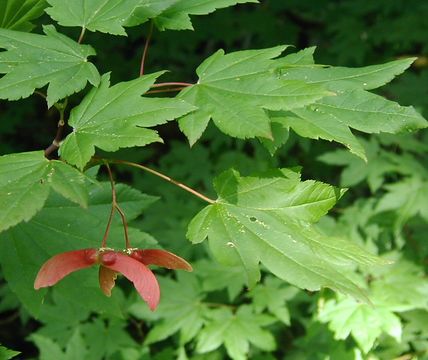 Слика од Acer circinatum Pursh