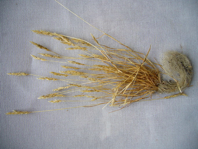 Image of early hair-grass