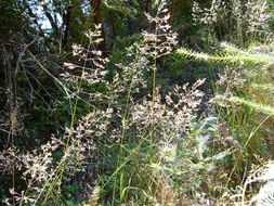 Image of Bolander's reedgrass