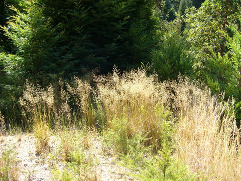 Image of Bolander's reedgrass