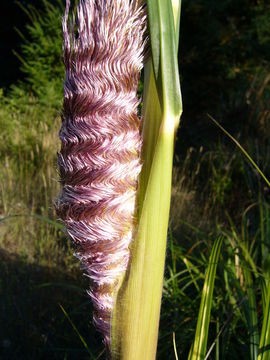 Image of purple pampas grass