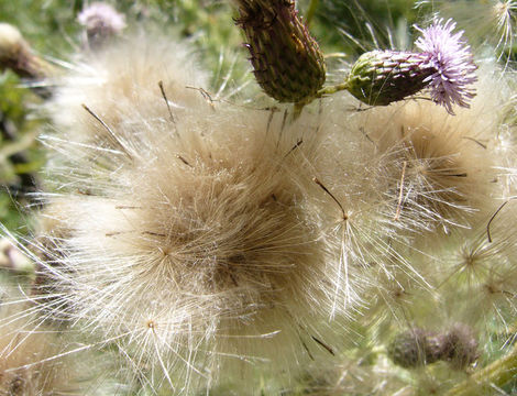 Image of Creeping Thistle