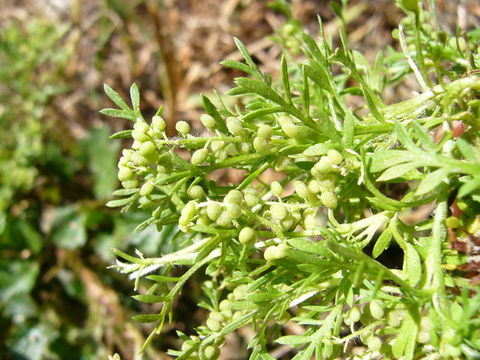 Image of Lesser swine-cress