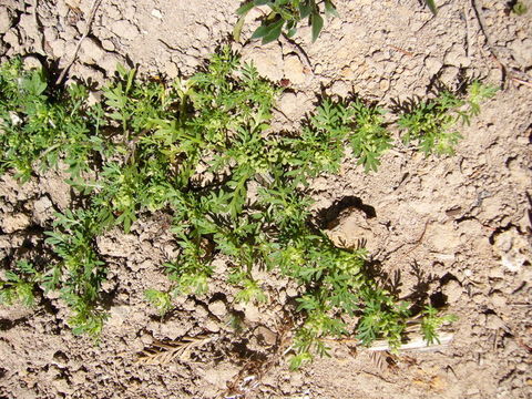 Image of Lesser swine-cress