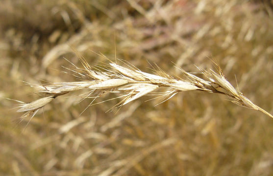 Image de Rytidosperma penicillatum (Labill.) Connor & Edgar