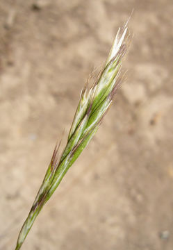 Image of Grass