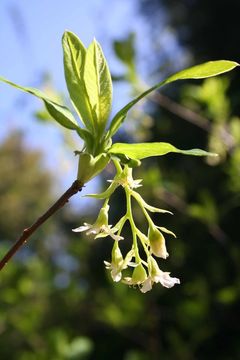 Oemleria cerasiformis (W. L Hooker & Arnott) Landon的圖片