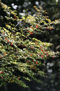 Слика од Vaccinium parvifolium Sm.