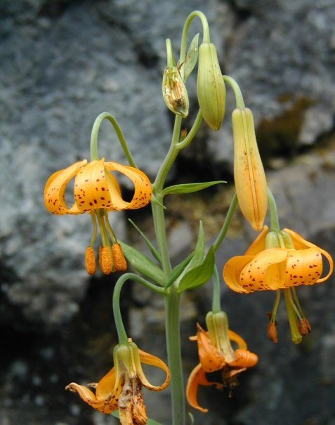 Lilium columbianum Leichtlin resmi