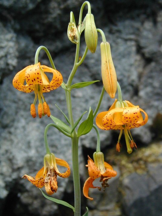 Lilium columbianum Leichtlin resmi