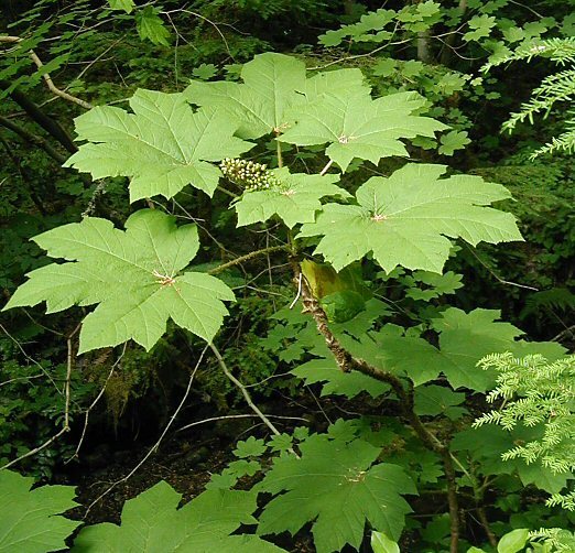 Слика од Oplopanax horridus (Sm.) Miq.