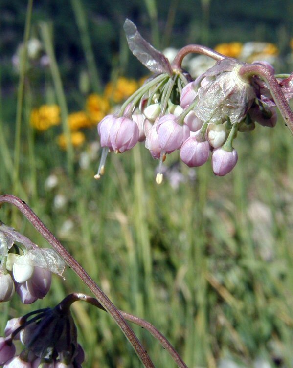 Image of Lady's leek