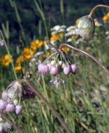 Image of Lady's leek