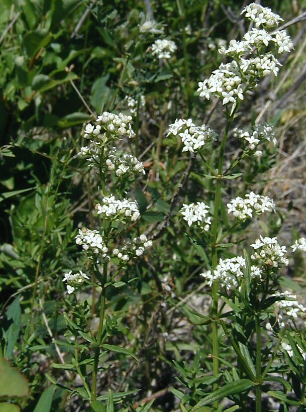 Image of Northern bedstraw