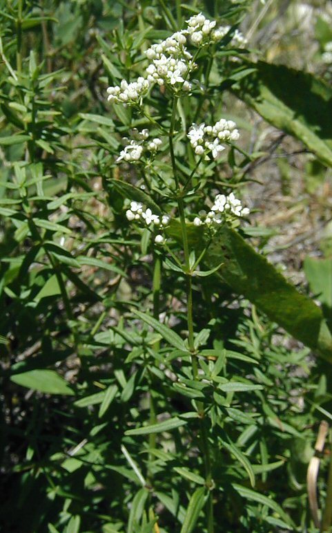 Image of Northern bedstraw