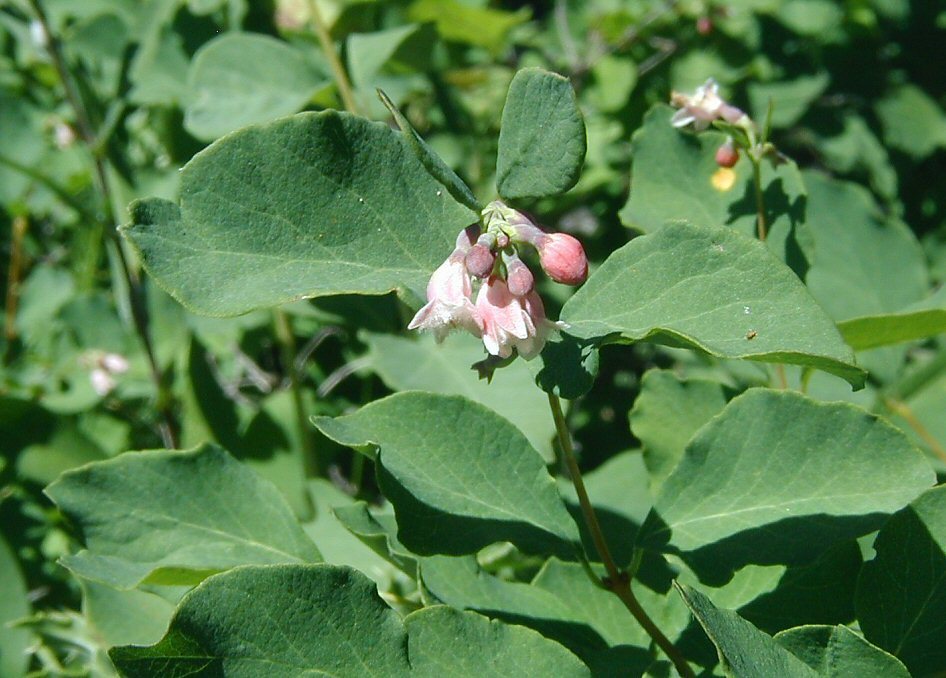 صورة Symphoricarpos albus var. laevigatus (Fern.) Blake