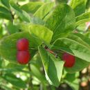 Image of Utah honeysuckle