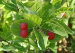 Слика од Lonicera utahensis S. Wats.