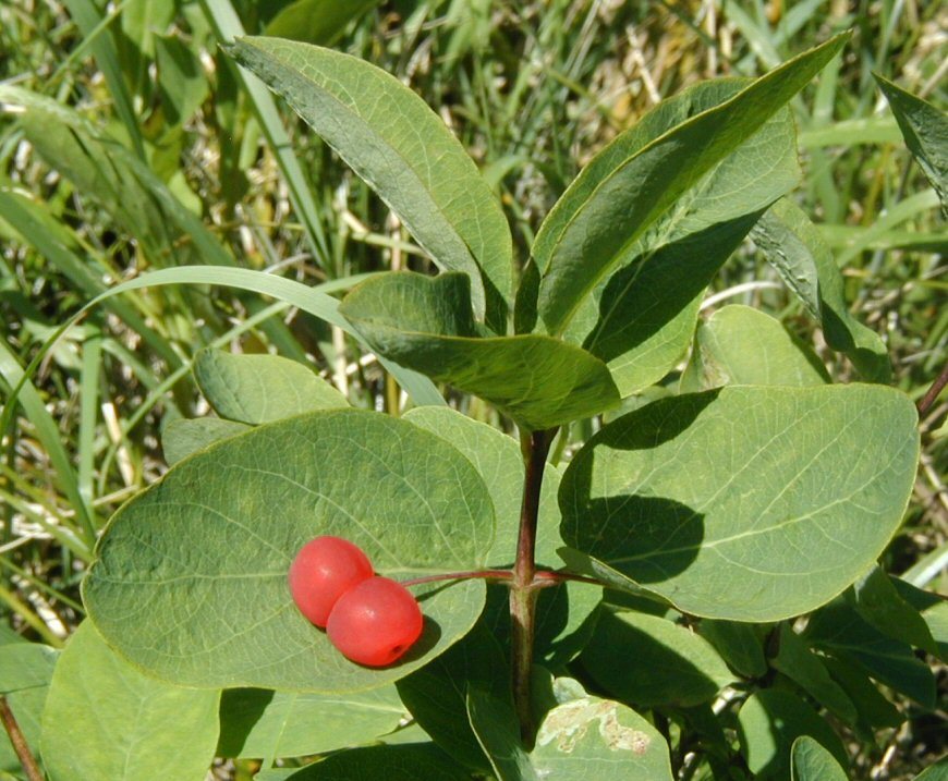 Слика од Lonicera utahensis S. Wats.