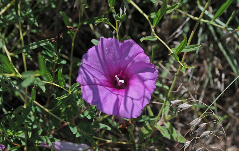 Ipomoea leptophylla Torr.的圖片