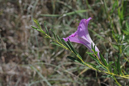 Ipomoea leptophylla Torr.的圖片