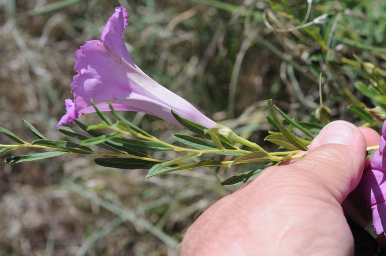 Ipomoea leptophylla Torr.的圖片