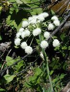 Image of Lyall's angelica