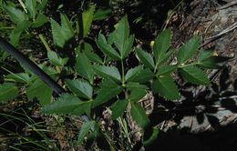 Image of Lyall's angelica