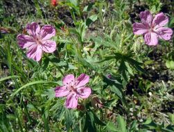 Image of sticky purple geranium