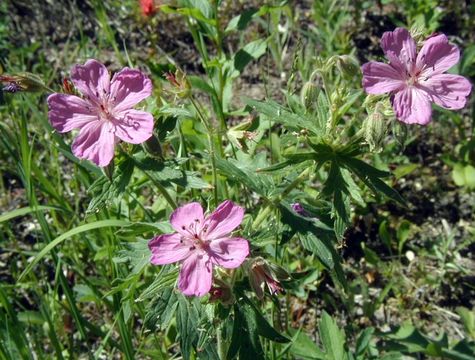 Image de Geranium viscosissimum Fisch. & C. A. Mey. ex C. A. Mey.