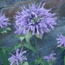 Слика од Monarda fistulosa L.