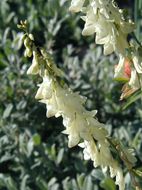 Image of white sweetvetch